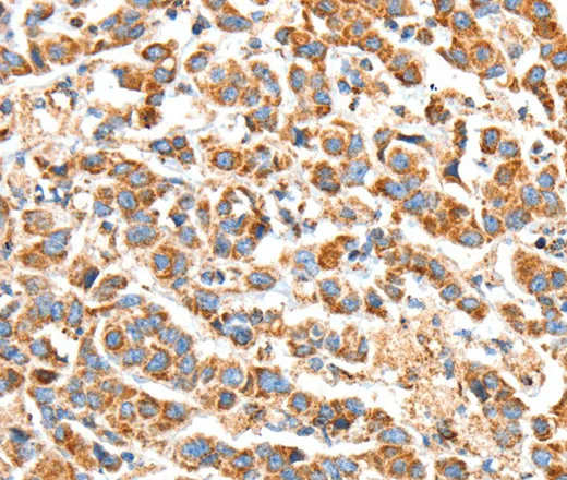 BAK1 Polyclonal Antibody - image 1