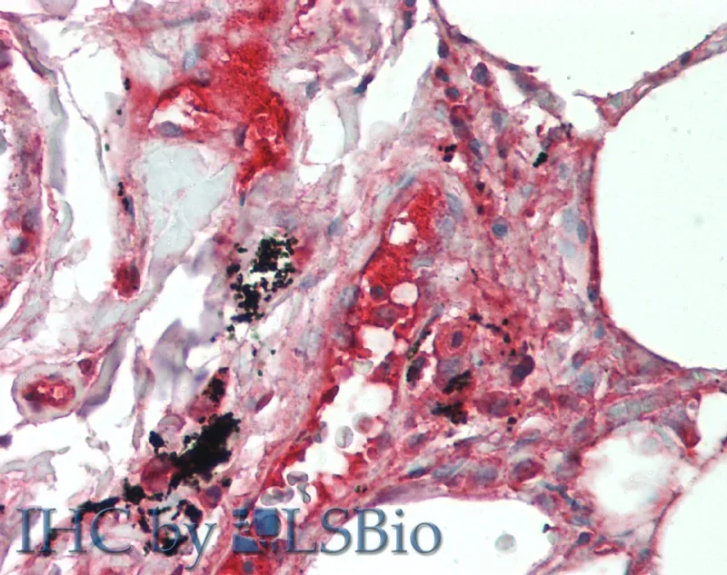 IL19 Polyclonal Antibody - image 1