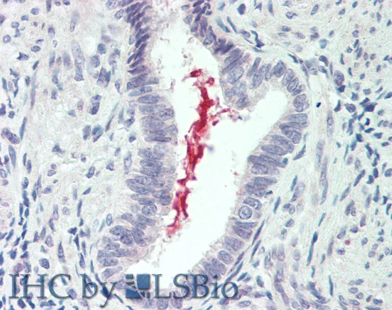 IL19 Polyclonal Antibody - image 2