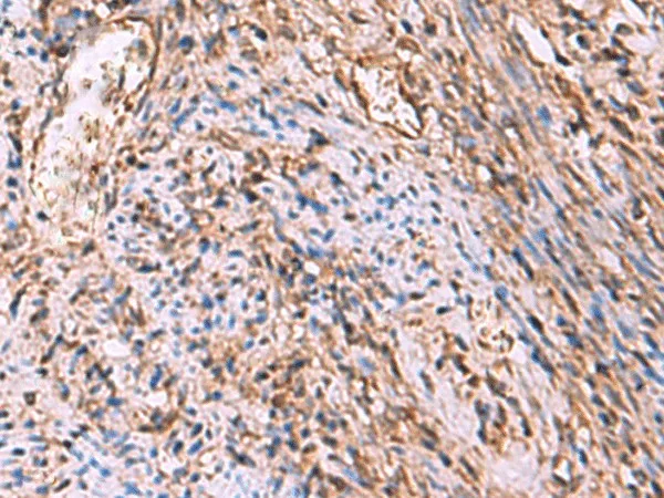 RHAG Polyclonal Antibody - image 1