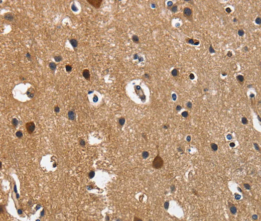 CD27 Polyclonal Antibody - image 1