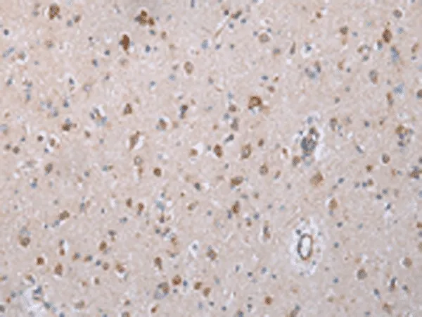 COX7C Polyclonal Antibody - image 1