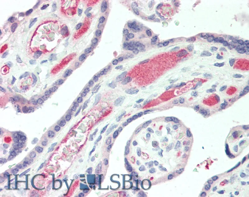 IBSP Polyclonal Antibody - image 1