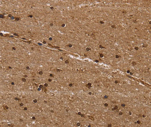 EIF3H Polyclonal Antibody - image 1