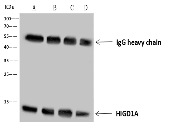 HIGD1A Polyclonal Antibody - image 1