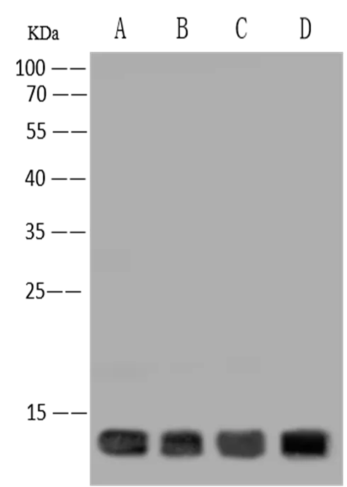 HIGD1A Polyclonal Antibody - image 2