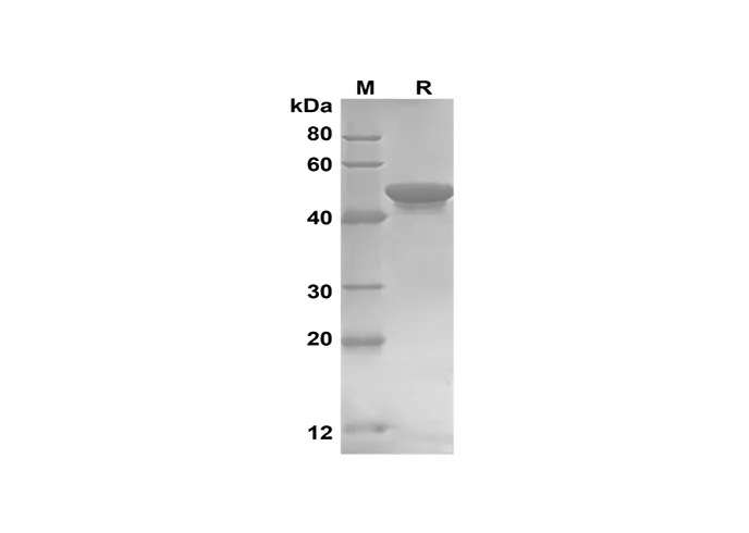 Recombinant humaan GCLC-eiwit (Trx-tag)