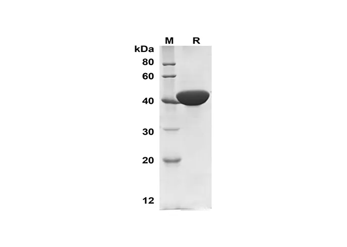 Recombinant humaan ATP6AP2-eiwit (Sumo-tag)