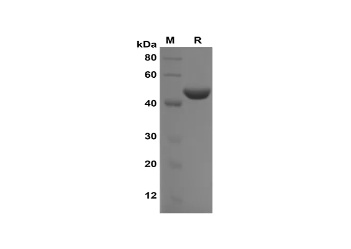 Recombinant rat IL-2 eiwit (halo-tag)
