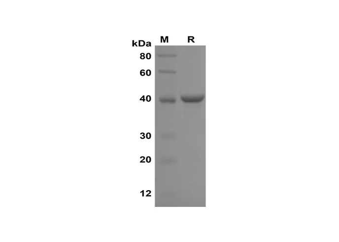 Recombinant rat IL-2 eiwit (hIgG1 Fc-tag)