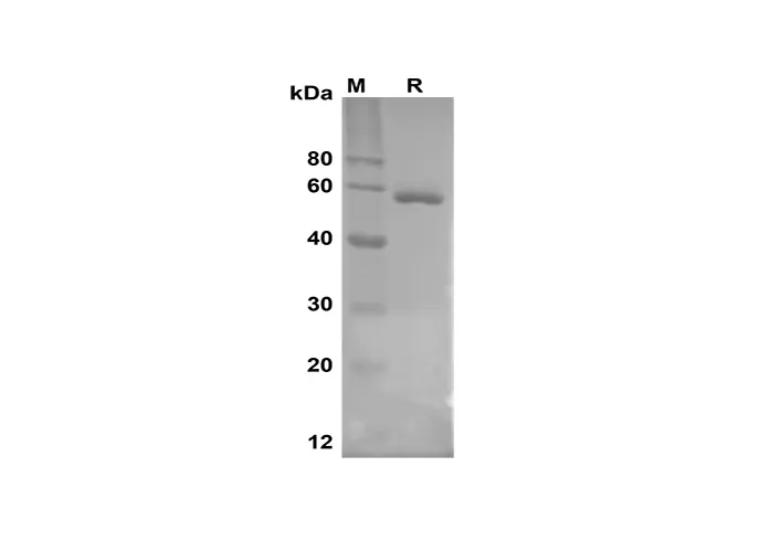 Recombinant humaan DAO-eiwit (zijn label)