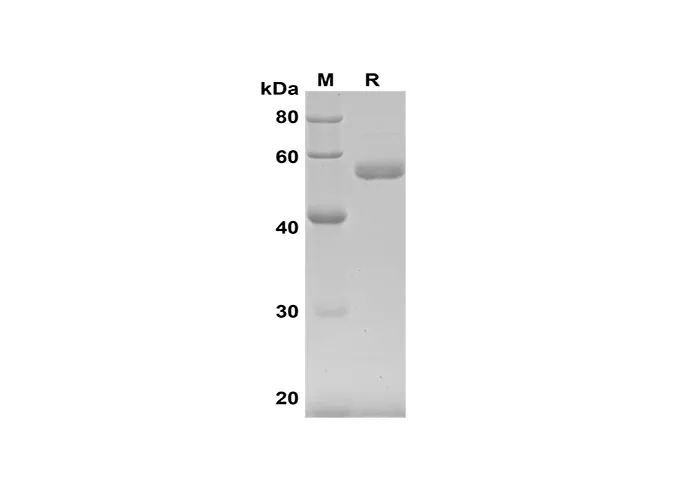 Recombinant humaan IFN-β eiwit (Halo-tag)