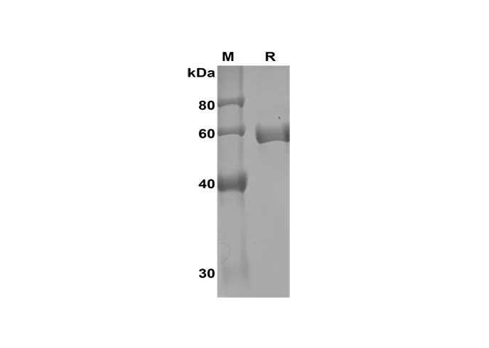 Recombinant humaan MMP-3 (Lys45Glu) eiwit (Zijn label)