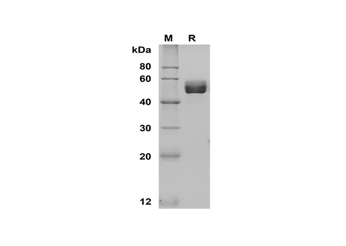 Recombinant humaan CD63 eiwit (Halo-tag)