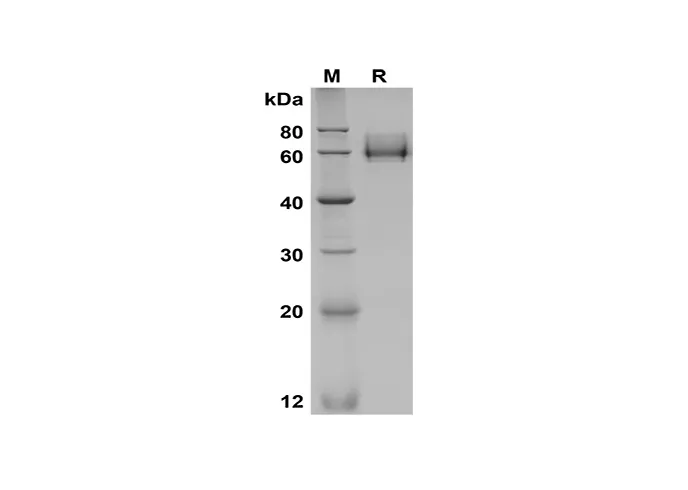 Recombinant muis KIM-1 eiwit (halo-tag)