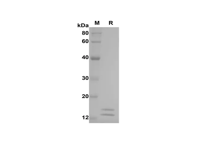Recombinant Mouse Cys-C Proteïne (Zijn label)