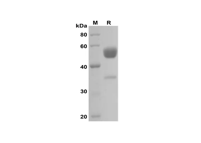 Recombinante rat IFN-γ-eiwit (Halo-tag)
