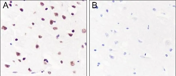 Recombinant Histone H3 (Acetyl Lys122) Monoklonale Antilichaam