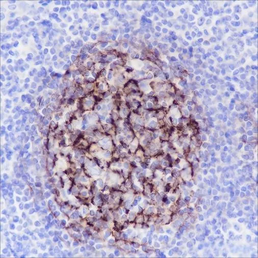 Recombinant Complement C4-B Monoclonal Antibody - image 2