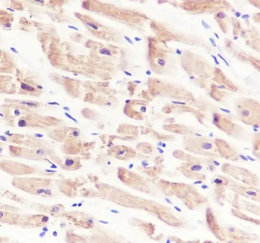 Recombinant alfa Actinine 2 Monoklonale Antilichaam