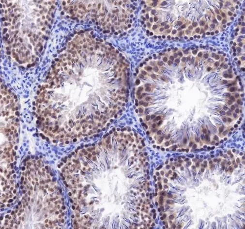 Recombinatie Rad51 monoklonaal antilichaam