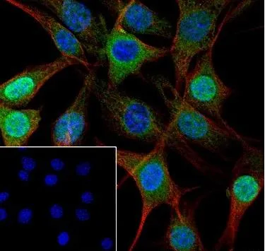 Recombinant IKK gamma Monoklonale Antilichaam