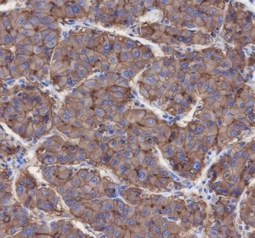 Recombinant Scavenging Receptor SR-BI Monoklonale Antilichaam
