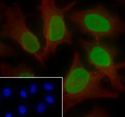 Recombinant Histone H3 (Di Methyl Lys56) Monoklonale Antilichaam