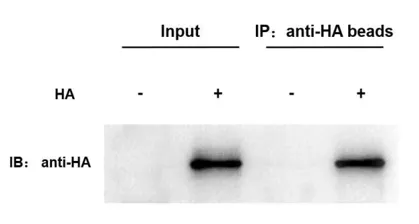 Anti-HA Nanobody Immunomagnetische Kralen