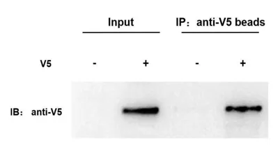 Anti-V5 Nanobody Immunomagnetische Kralen