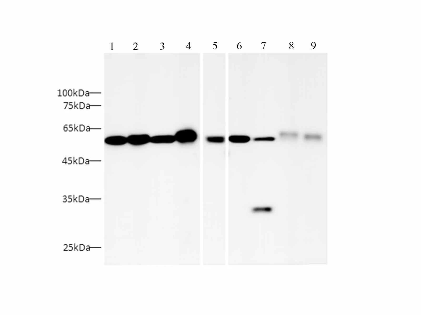 HRP-conjugated beta Tubulin Monoclonal Antibody - image 1