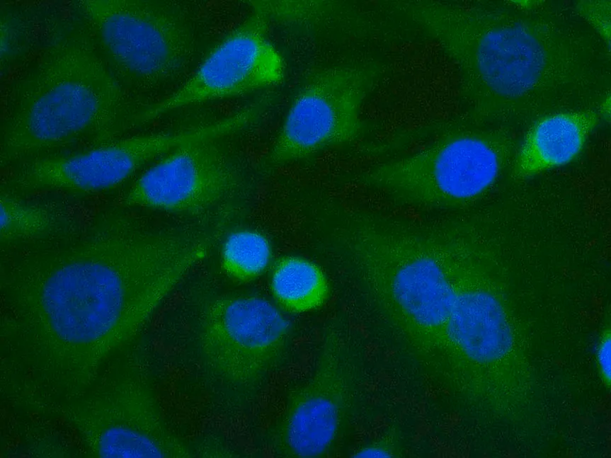 Elab Fluor® 488-conjugated Vinculin Monoclonal Antibody - image 1