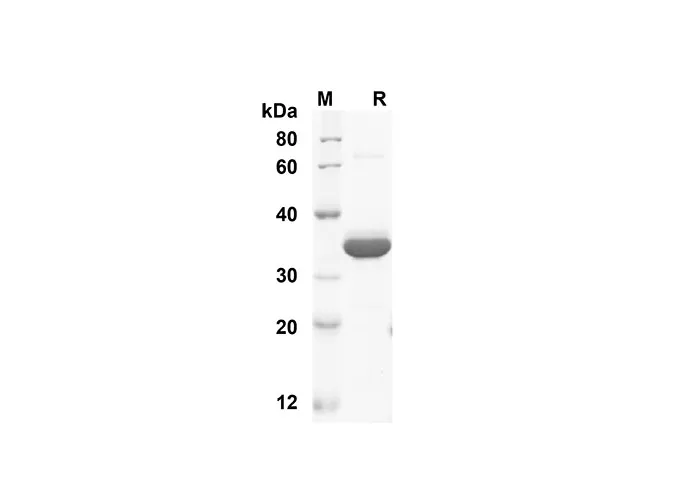 Recombinant Human Fc Protein( Fc Tag) - image 1