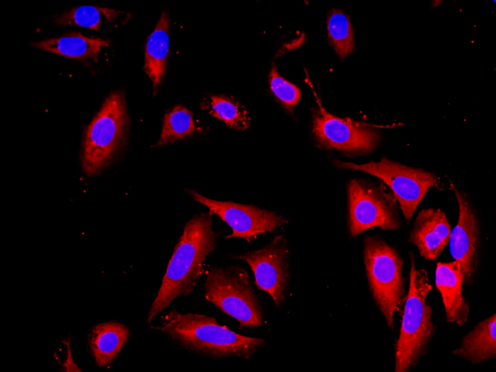 Elab Fluor® 594-conjugated GAPDH Monoclonal Antibody - image 1