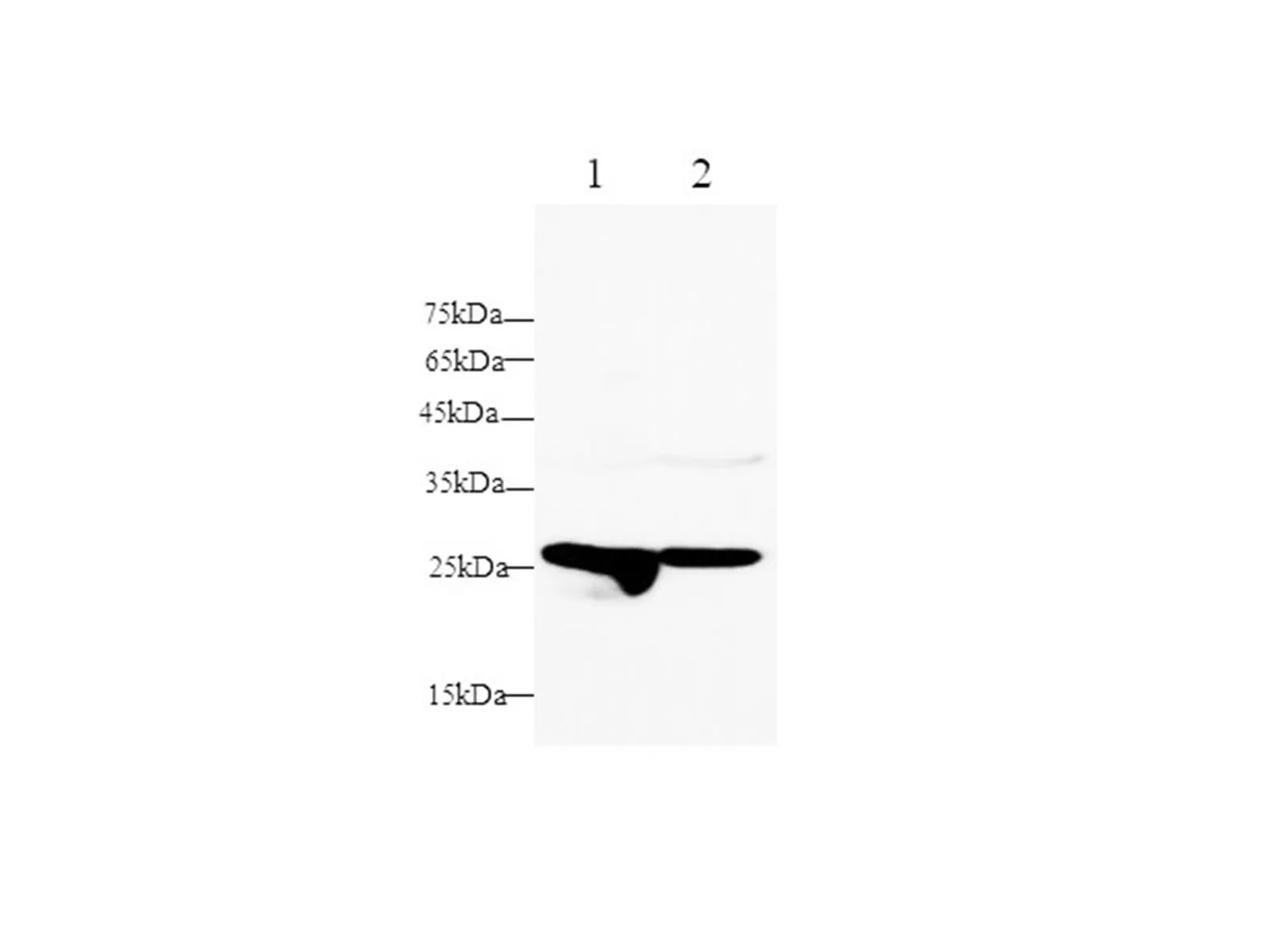 HO1/HMOX1 Polyclonal Antibody - image 1