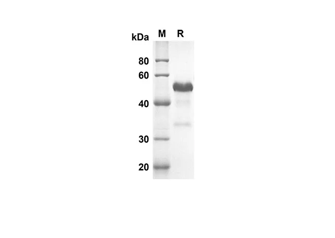 Recombinant Mouse CD40 Protein(Fc Tag) - image 1