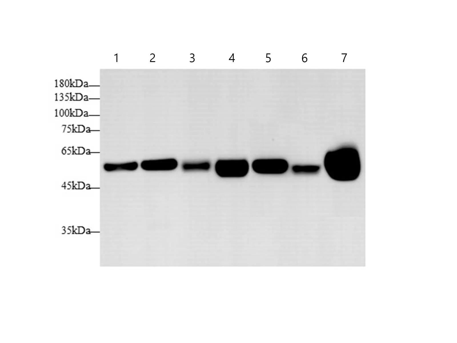 alpha Tubulin Monoclonal Antibody - image 1