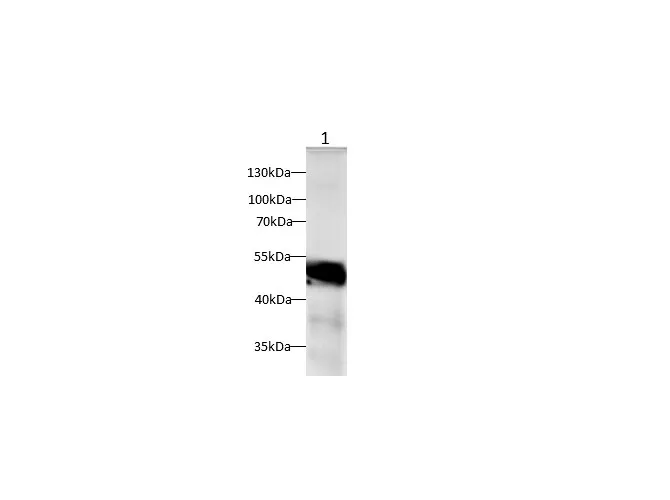 SEPP1 Polyclonal Antibody - image 1