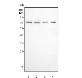 DNM1L Antibody / Dynamin-1-like protein / DRP1 - image 1