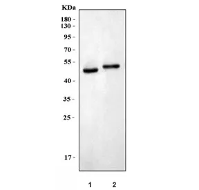 WISP1 Antibody / CCN4 - image 1