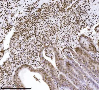 KPNB1 Antibody / Importin subunit beta 1 - image 1