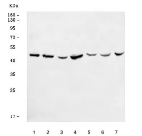 BSCL2 Antibody / Seipin - image 1