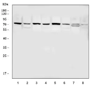 CDC25B Antibody / M-phase inducer phosphatase 2 - image 1