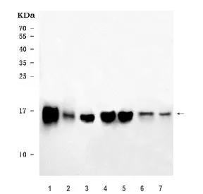 COX5B Antibody / Cytochrome c oxidase subunit 5B - image 1