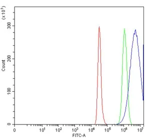 CTRL Antibody / Chymotrypsin-like protease CTRL-1 - image 1