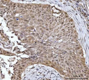 14-3-3 gamma Antibody / YWHAG - image 1