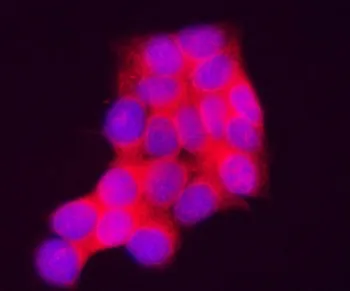 INPP4A Antibody / Inositol polyphosphate-4-phosphatase type I A - image 1