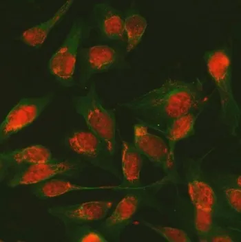 Splicing regulator SDE2 Antibody - image 1