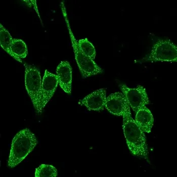 FOXP4 Antibody - image 1