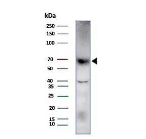 Perforin Recombinant Antibody / PRF1 - image 1